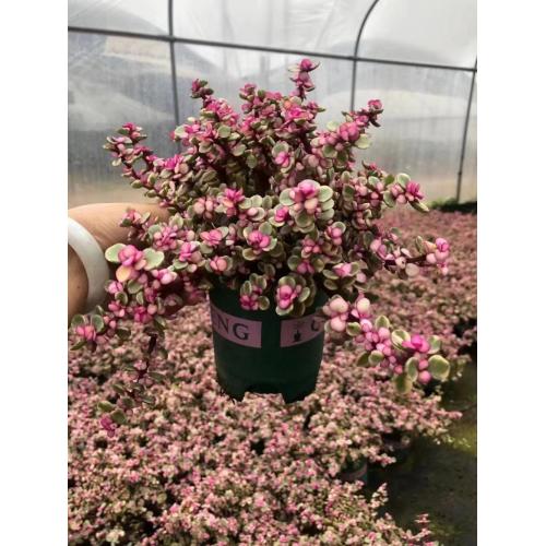 Sedum Morganianum Pailulacaria afra for sale Factory