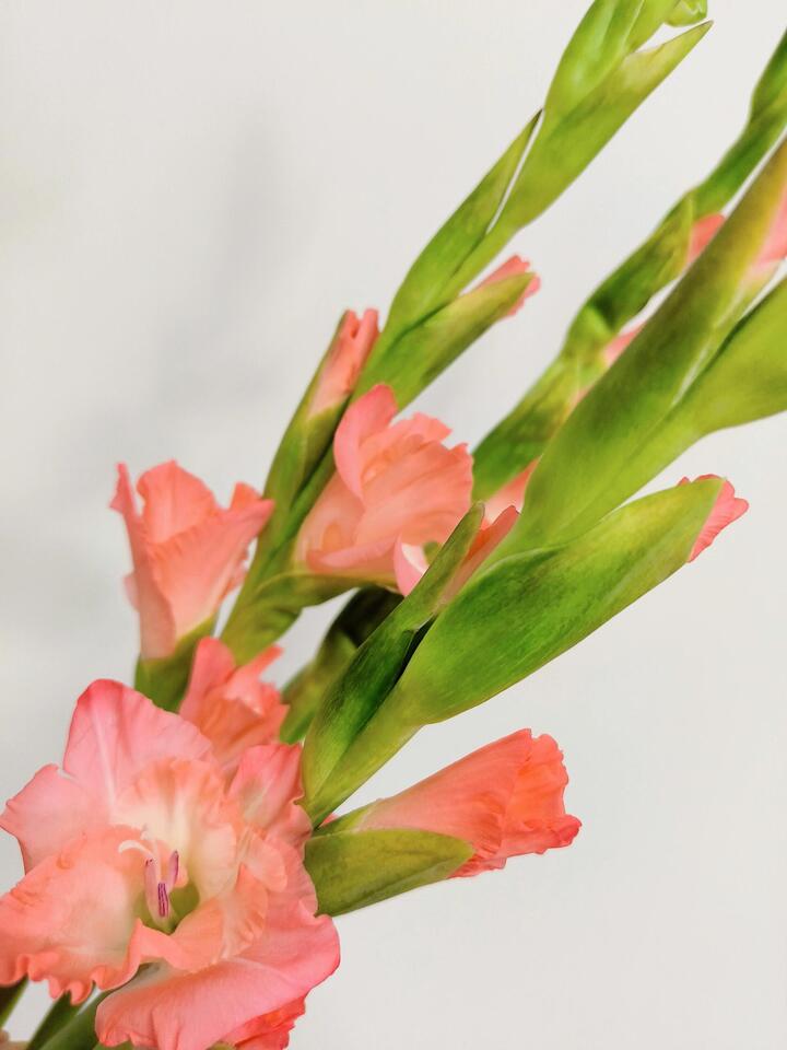 Pink Gladiolus