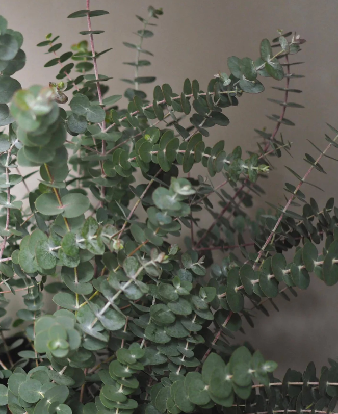 Large Leaf Eucalyptus