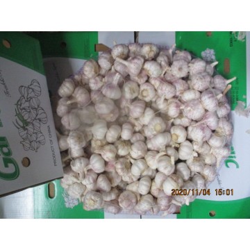 Purchase Fresh White Garlic