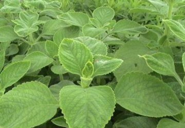 Patchouli essential oil for treat hair loss