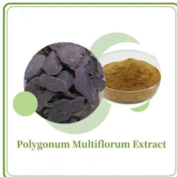 Polygonum Multiflorum Root Extract Powder