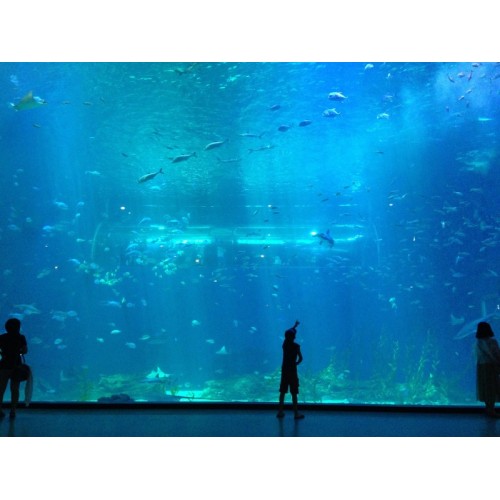 Túnel acrílico transparente grande y personalizado en el acuario oceánico