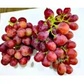 Sariwang Pulang Grape Selection para sa Premium na Kalidad