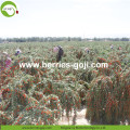 New Arrival Factory Supply Dried Goji Berry