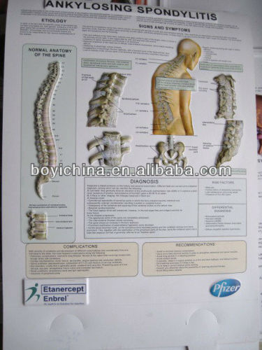 3D medical chart