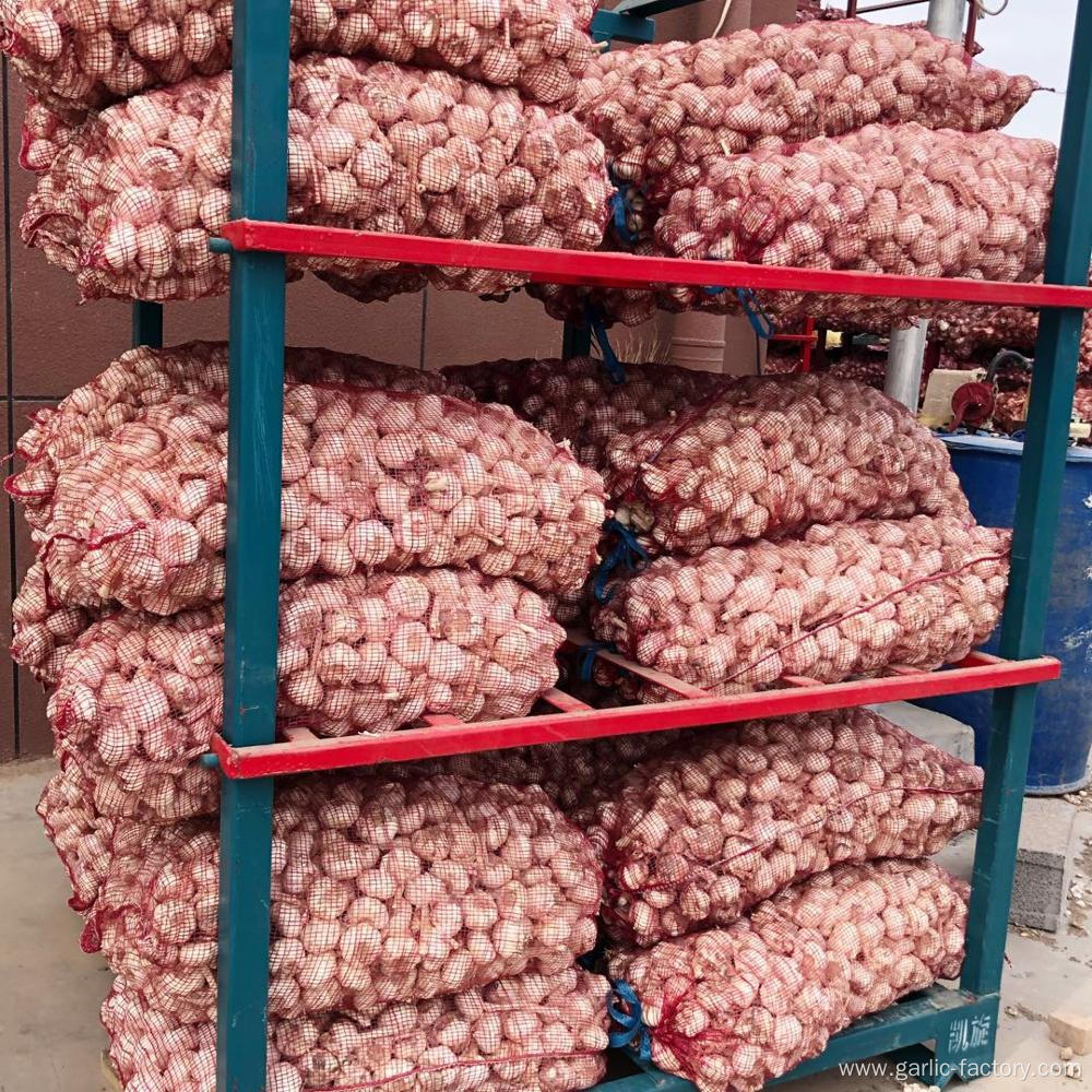 High quality fresh garlic new crop fresh garlic