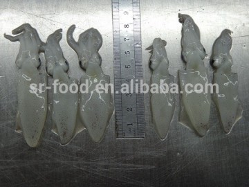 baby squid for sale