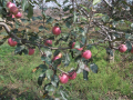 Frischer Qinguan-Apfel mit Streifenfarbe