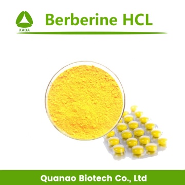 Cortex Phellodendri Extract Berberine HCL 97% Powder