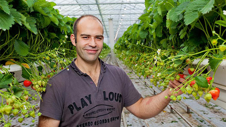Strawberry-grower-Alain-Lutz-led-horticultural-lighting Strawberry-grower-Alain-Lutz-led-horticultural-lighting