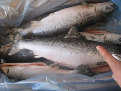 Norwegian red king crab,cook king crab legs