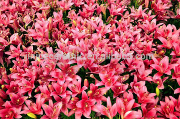 New arrival 600x600/800x800 inkjet best selling 3d wall and floor tile