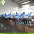 Fruits d&#39;approvisionnement d&#39;usine sains No Suger Goji Berry