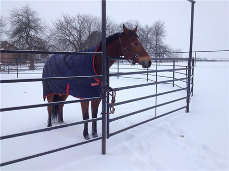 Hot Dipped Galvanized Cheap Sliver Sheep Horse Fence