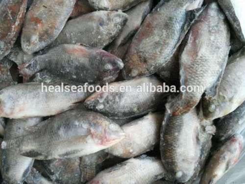 Suppliers of frozen tilapia