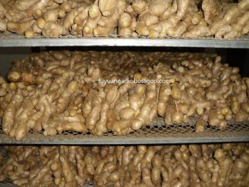 Dried ginger  good ginger