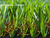 high stimulation upright+twisted artifical turf for landscape