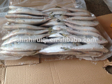 China landfrozen fresh sardines/sardine bait on sale
