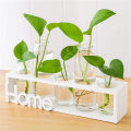 Hydroponic small vase creative glass green radish transparent small fresh water plant desktop decoration ornaments living room f