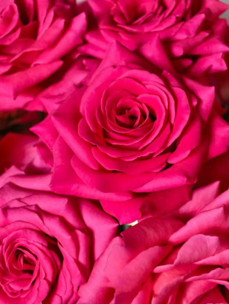 Pink Floyd Roses