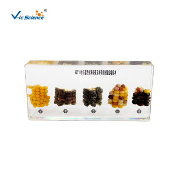 Specimen voor het verifiëren van de wet van genisolatie