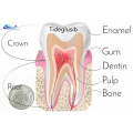 Tooth Regeneration powder cas 865854-05-3 Tideglusib