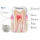 Tooth Regeneration powder cas 865854-05-3 Tideglusib