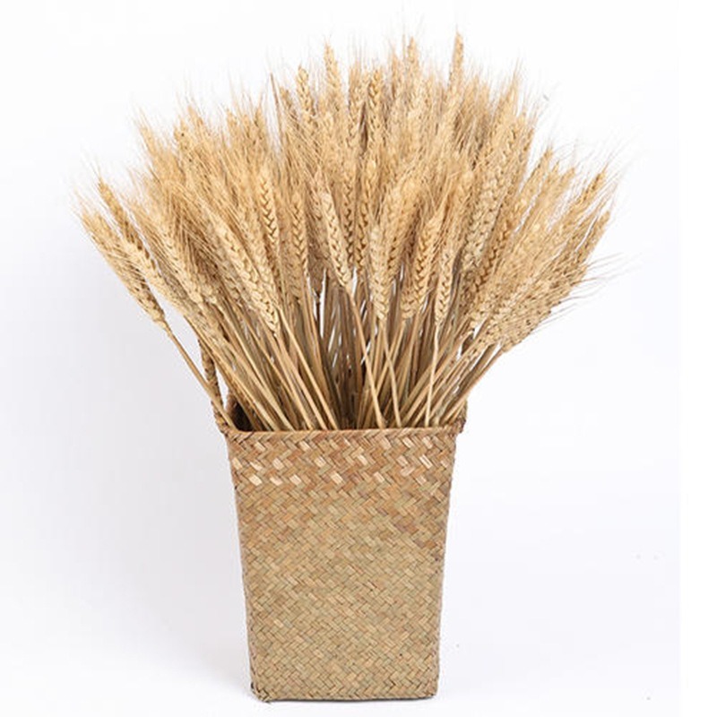 Dried Wheat Ear Bunches Flower Bouquets Natural Raw Color DIY Wedding Party Home Decoration