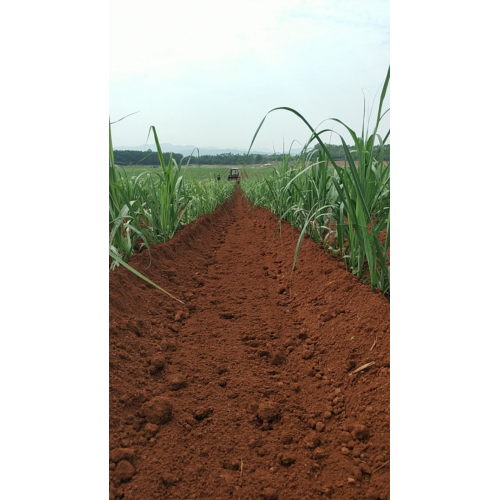 Mehrzweck-Asien-Landmaschinen Sugarcane Traktor