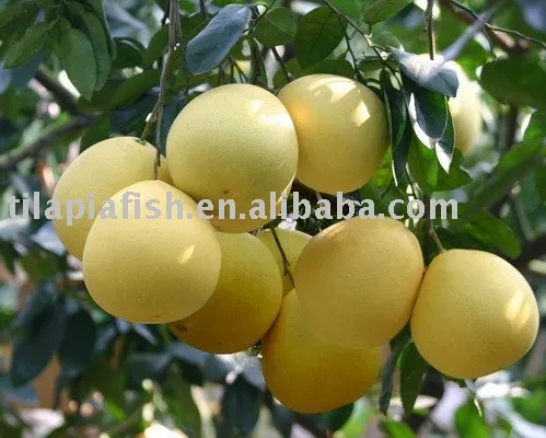 Chinese fresh pomelo