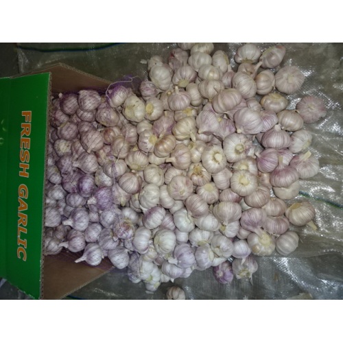 Hot Sale Normal White Garlic Fresh