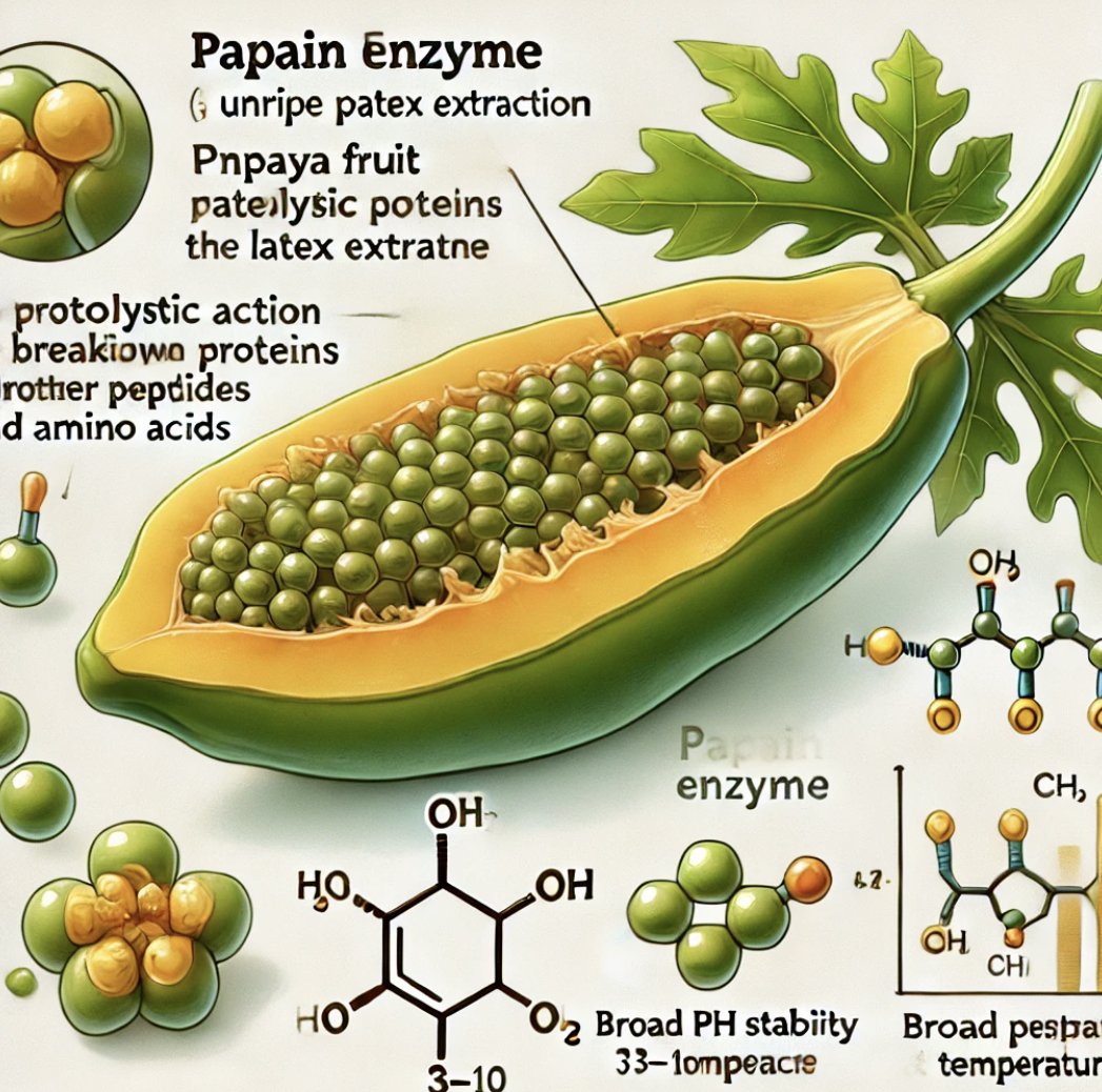 Papain Enzyme Powder Bulk