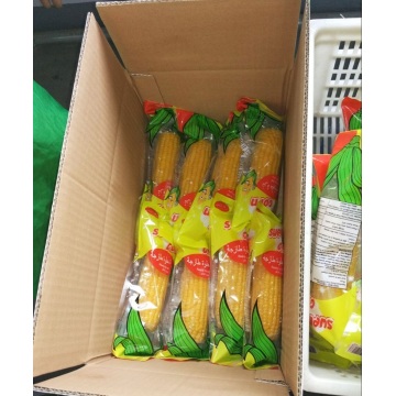 Jagung manis Segar Kualitas Baik