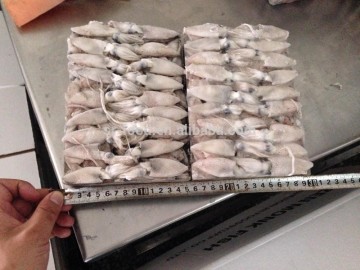 frozen baby squid 3-5cm