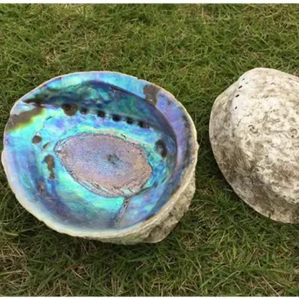 New Zealand Blue Rainbow Abalone Shell - Wholesale Clean and Natural Paua Seashells