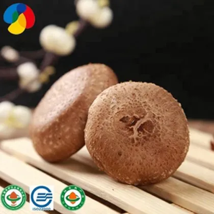 New Edible Shiitake Mushroom Spawn