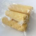 High Quality White Sweet Corns