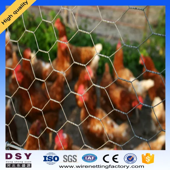 Dongshengyuan Factory Chicken Wire Netting