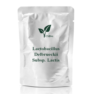 Probiotics Pulver von Lactobacillus delbrueckii subsp. Laktis