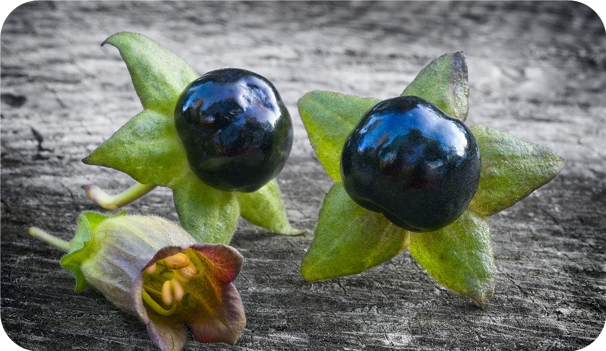 belladonna extract (1)