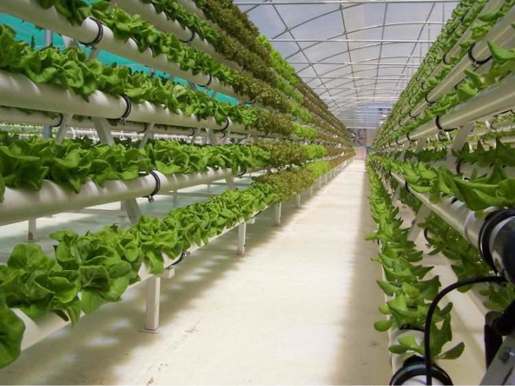 Large Tunnel Hydroponics