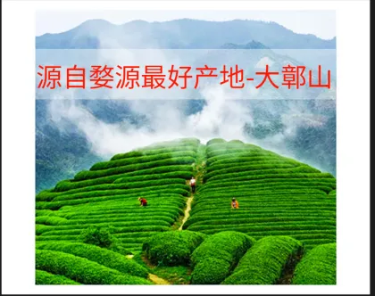 Wuyuan green tea 9371