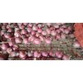 High Quality 2020 New Crop Fresh Onion