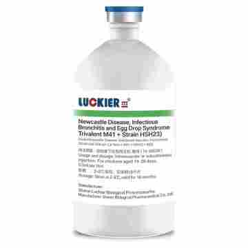 Vaccin inactivé combiné ND/IB/EDS