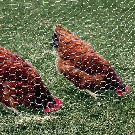 1 Inch Chicken Cage Netting: Galvanized Hexagonal Wire Mesh for Poultry and Bird Breeding
