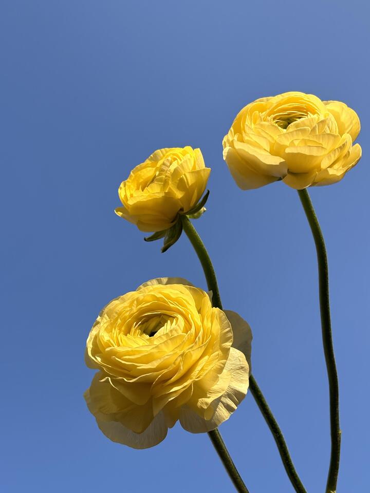 Yellow Ranunculus