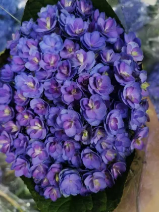 Purple Double Hydrangea Fresh Cut Flowers for wedding