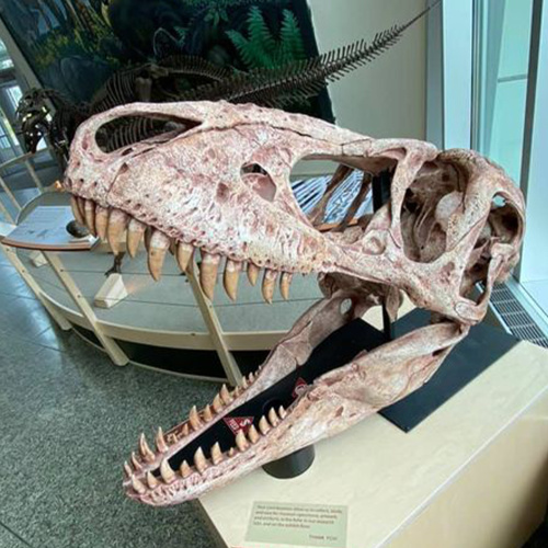 Museum Dinosaur Replica Full Size Dinosaur Skull