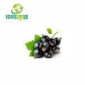 Extracto de chokeberry negro extracto de Aronia